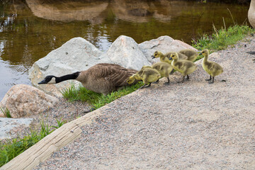 A mother goose with goslings at Rocky Mountain National Park.