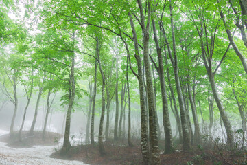 green forest, trees in the fog