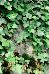Travel Landscape of Ancient Termessos Ruins, Antalya, Turkey