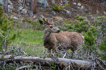 Mule deer standing in the forest near Sprague Lake at Rocky Mountain National Park.