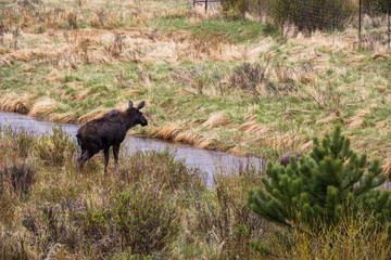 Moose grazing near a stream at Rocky Mountain National Park