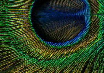 Obraz premium Peacock Feather Macro Detail 