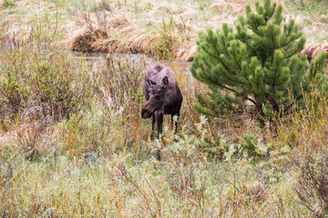 Moose grazing near a stream at Rocky Mountain National Park