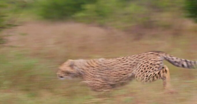 Wide pan of two Cheetahs (Acinonyx jubatus) chasing each other through the grassland in Kenya
