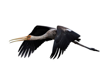 Beautiful flying Painted Stork isolated on transparent background png file