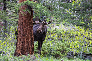 Majestic mature bull moose grazing and walking through the forest near Alluvial Fall at Rocky Mountain National Park
