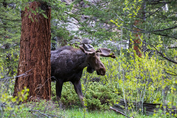 Majestic mature bull moose grazing and walking through the forest near Alluvial Fall at Rocky Mountain National Park