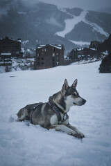 perro acostado en la nieve en el invierno