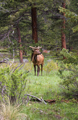 Bull elk with antlers standing in the wild at Rocky Mountain National Park.