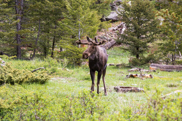 Majestic mature bull moose grazing and walking through the forest near Alluvial Fall at Rocky Mountain National Park