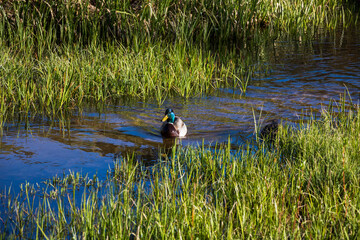 Mallard Ducks Rocky Mountain National Park.