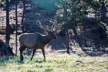 Bull elk with antlers standing in the wild at Rocky Mountain National Park.