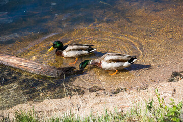 Mallard Ducks at Rocky Mountain National Park.