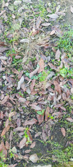 green leaves on the ground
