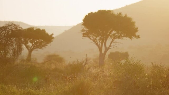 Very wide gimbal parallax of herd of Impalas (Aepyceros melampus) grazing within savanna, shrubs, trees in background sunrise savanna Kenya