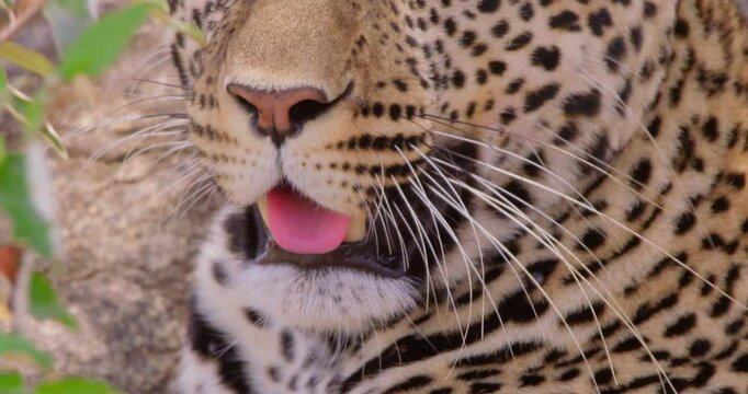 Extreme close-up of a Leopards (Panthera pardus) face panting in the dry savannah grassland at midday in Kenya