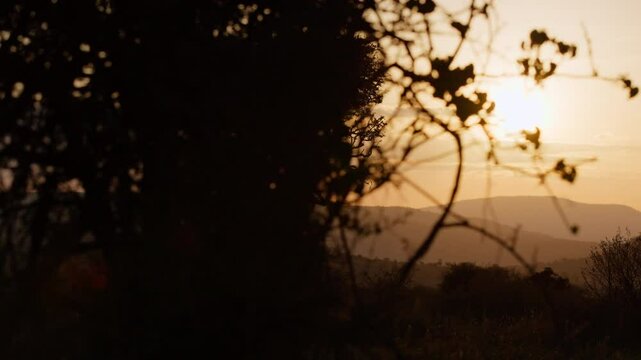 Very wide gimbal parallax of tree in a savannah area with hills in background with golden sunrise in Kenya