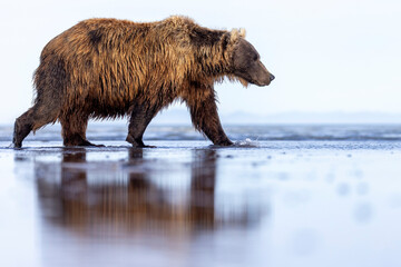 A wild coastal brown bear in Katmai National Park's Hallo Bay in Alaska.