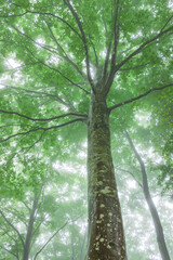 green forest, trees in the fog