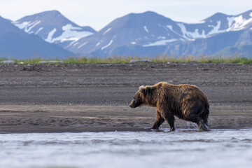 A wild coastal brown bear in Katmai National Park's Hallo Bay in Alaska.