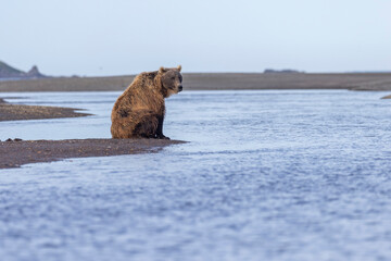 A wild coastal brown bear in Katmai National Park's Hallo Bay in Alaska.