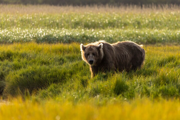 Fototapeta premium A wild coastal brown bear in Katmai National Park's Hallo Bay in Alaska.