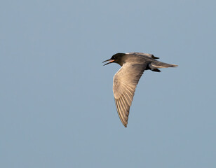 The black tern (Chlidonias niger) flying in the blue sky, Galveston, Texas, USA