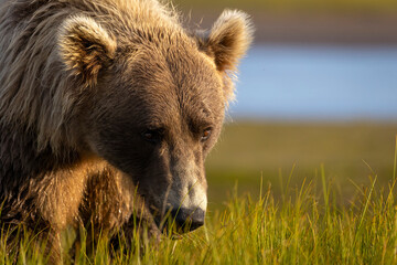 Fototapeta premium A wild coastal brown bear in Katmai National Park's Hallo Bay in Alaska.