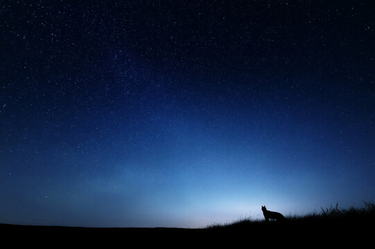 Silhouette night sky stars landscape animal peaceful nature
