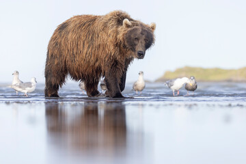A wild coastal brown bear in Katmai National Park's Hallo Bay in Alaska.