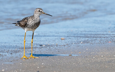 Lesser yellowleg feeding on the beach, Galveston, Texas, USA