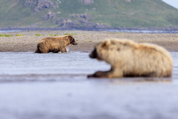 A wild coastal brown bear in Katmai National Park's Hallo Bay in Alaska.