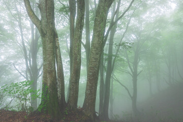 Obraz premium green forest, trees in the fog