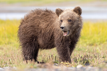 Wild coastal brown bear cubs in Hallo Bay in Katmai National Park in Alaska.