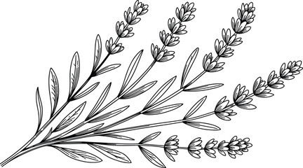 Hand-drawn vector illustration of lavender sprigs with leaves, perfect for botanical art, herbal designs, packaging, vintage decor, natural themes © Creative Asif