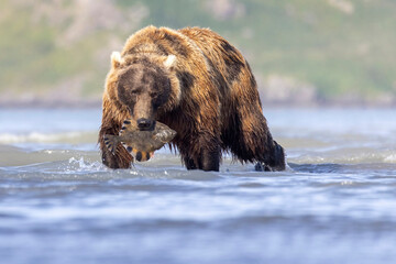 A wild coastal brown bear eats a flounder on the shores of Hallo Bay in Katmai National Park in...