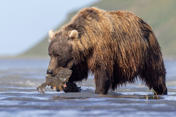A wild coastal brown bear eats a flounder on the shores of Hallo Bay in Katmai National Park in...