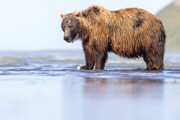 Fototapeta premium A wild coastal brown bear eats a flounder on the shores of Hallo Bay in Katmai National Park in Alaska.