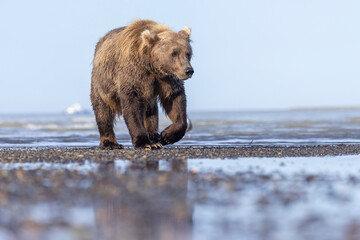 A wild coastal brown bear eats a flounder on the shores of Hallo Bay in Katmai National Park in...