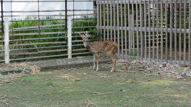 Chital Deer (Spotted Deer/Axis axis / Spotted Deer / Axis Deer is playing in a farm