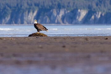 A wild bald eagle patrolling for fish along the coast of Hallo Bay in Katmai National Park in...