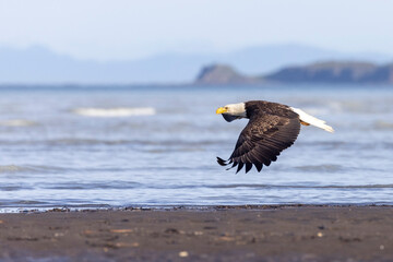 A wild bald eagle patrolling for fish along the coast of Hallo Bay in Katmai National Park in Alaska.