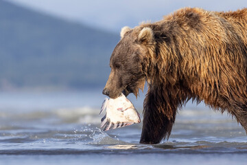 A wild coastal brown bear catches a flounder in Hallo Bay in Katmai National Park in Alaska.