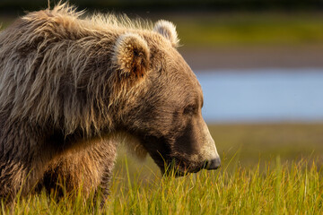 A wild coastal brown bear in Katmai National Park's Hallo Bay in Alaska.