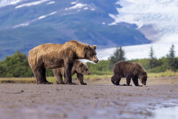 A mother coastal brown bear with her cubs in Hallo Bay in Katmai National Park in Alaska.