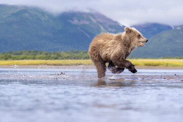 Wild coastal brown bear cubs in Hallo Bay in Katmai National Park in Alaska.