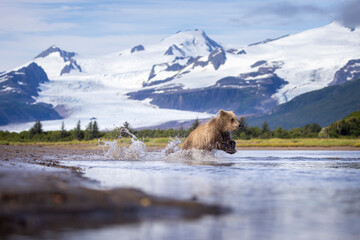 Wild coastal brown bear cubs in Hallo Bay in Katmai National Park in Alaska. © Patrick