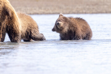 Wild coastal brown bear cubs in Hallo Bay in Katmai National Park in Alaska.