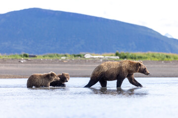 A mother coastal brown bear with her cubs in Hallo Bay in Katmai National Park in Alaska.