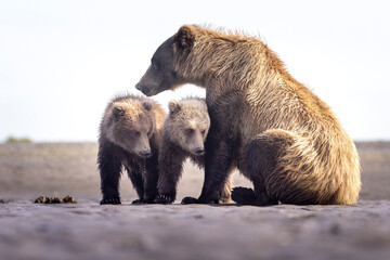 Fototapeta premium A mother coastal brown bear with cubs in Katmai National Park in Alaska.